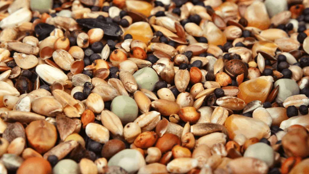 Pigeon Seeds