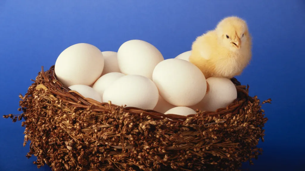 What Chickens Lay White Eggs