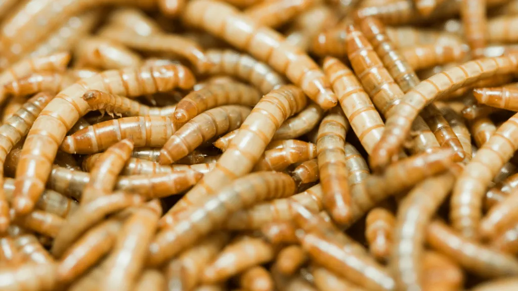 Are dried mealworms good for chickens