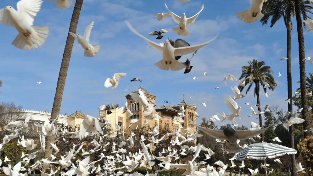 Are Pigeons and Doves the same