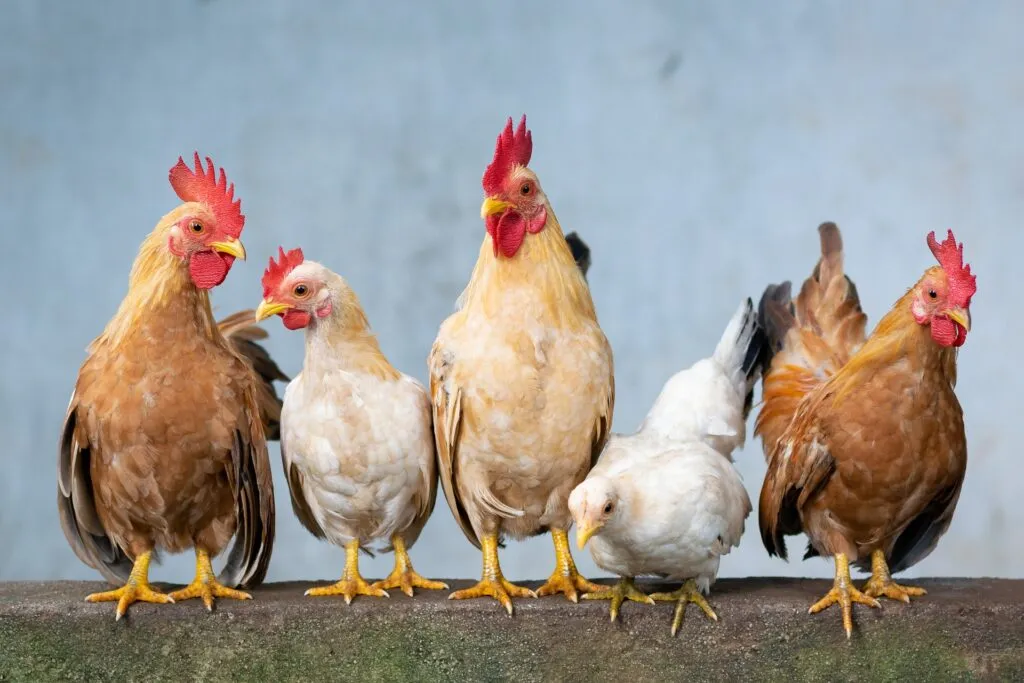 supplies for chickens