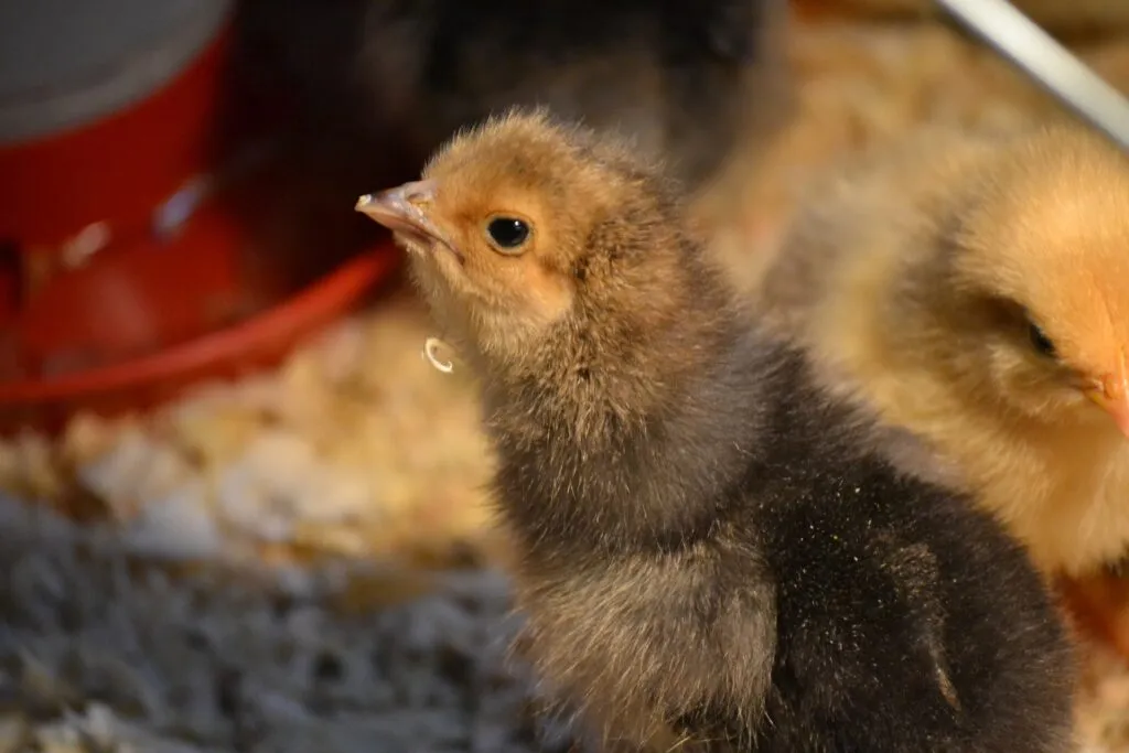 chick brooder