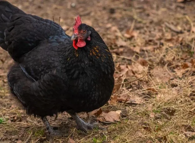 australorp chickens