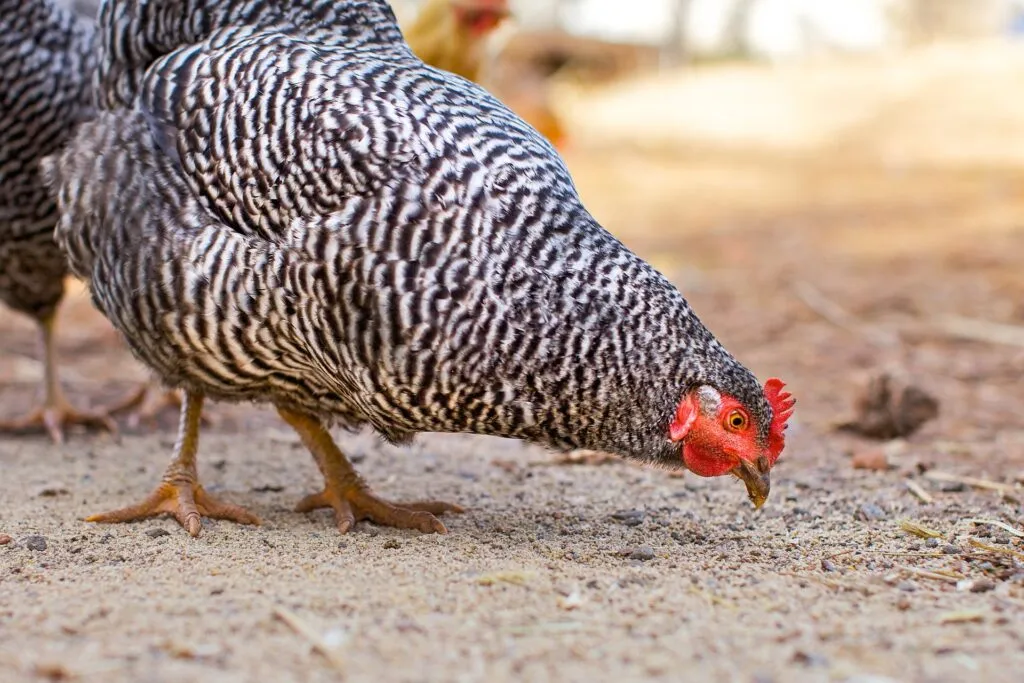crumble chicken feed