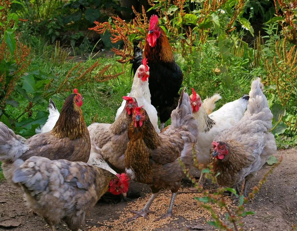 non gmo chicken feed