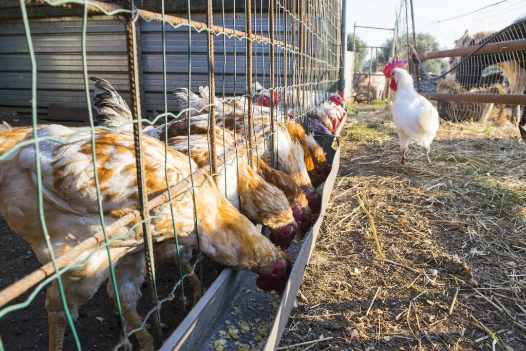 automatic feeder for chicken