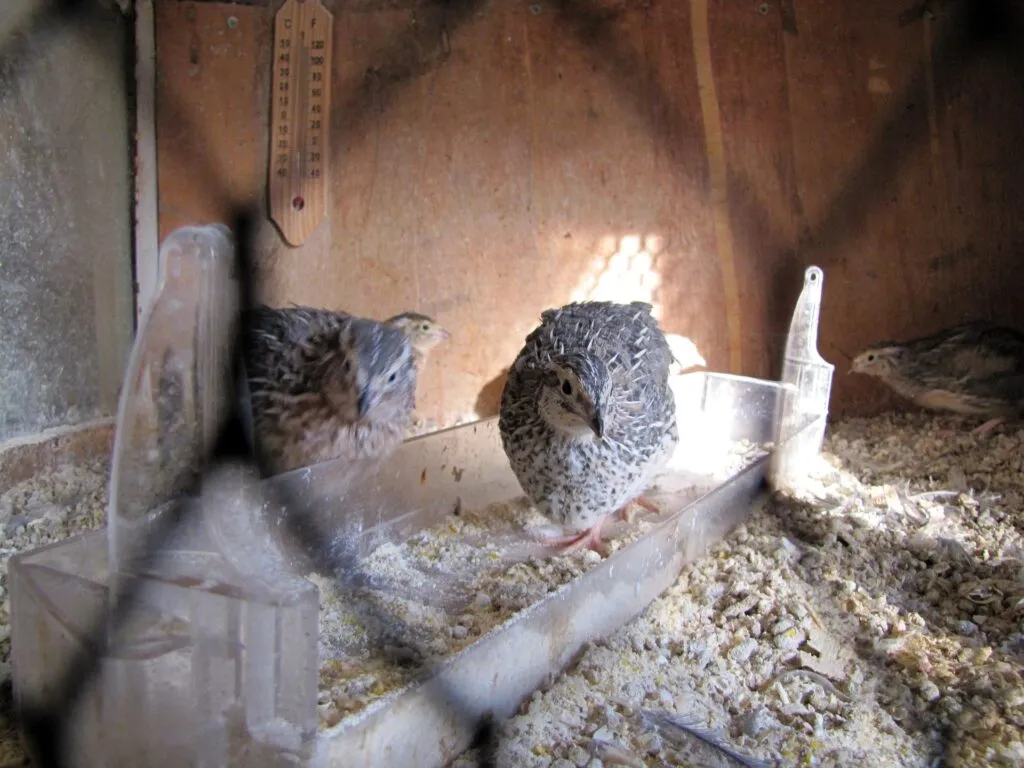 Best quail feeders