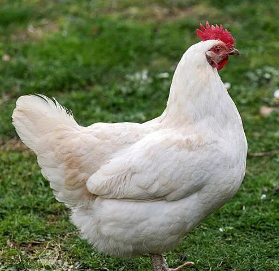 Amberlink Chickens