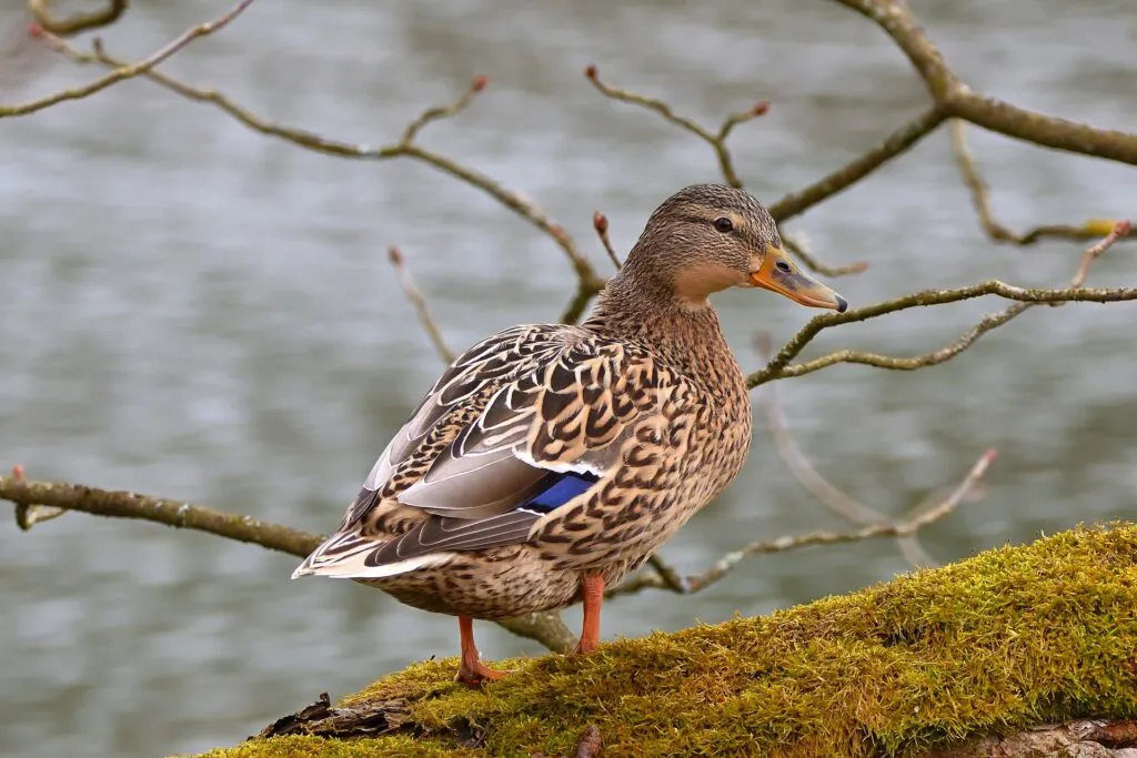 Ducks In Michigan