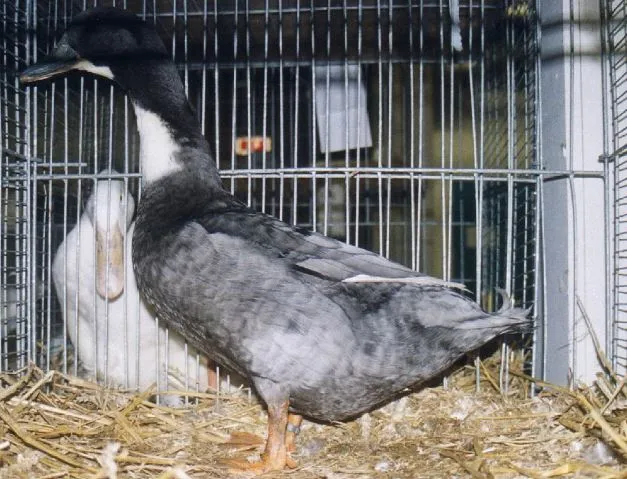 Blue Swedish ducks