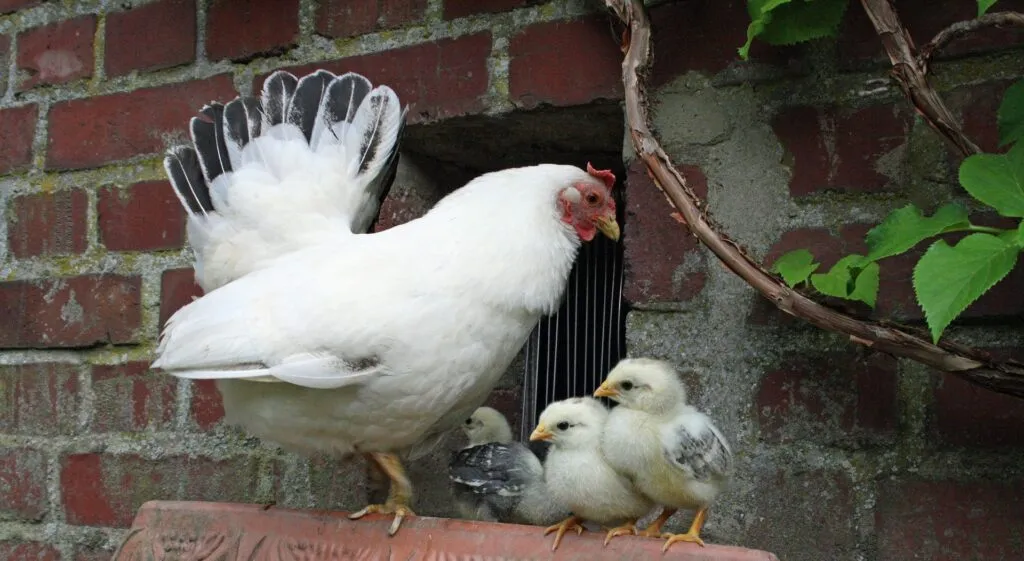 what to feed baby chickens