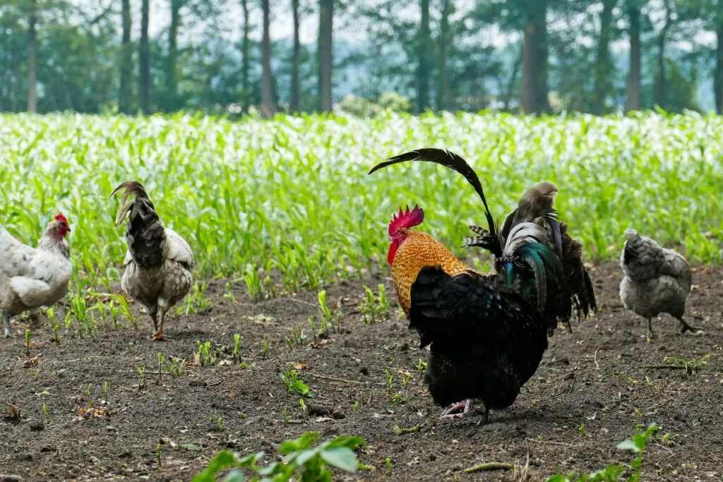 chicken treats