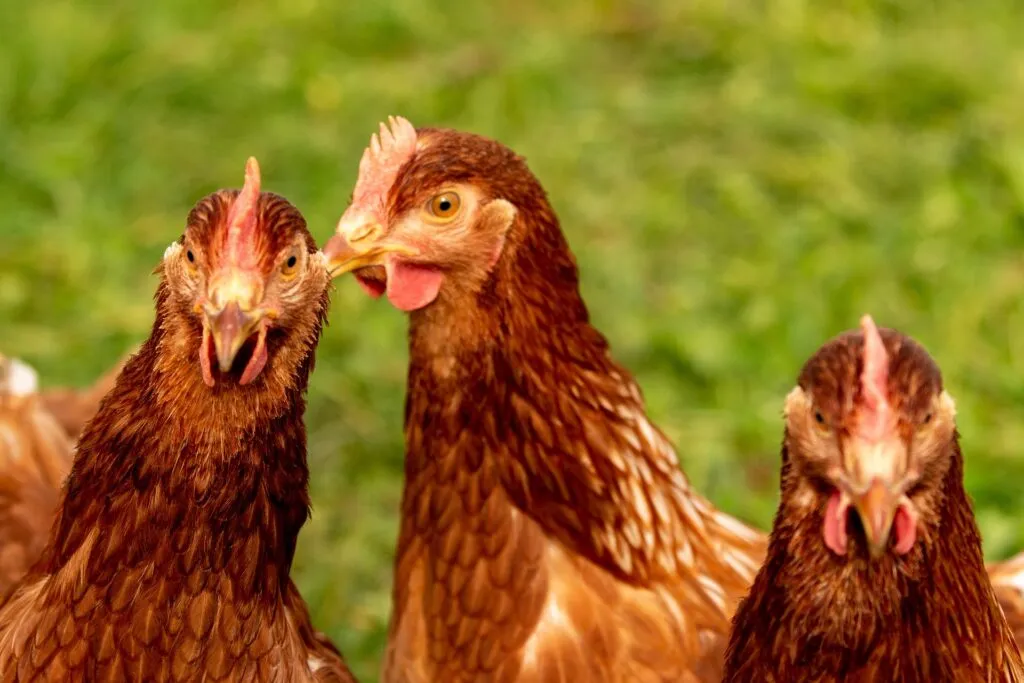 treating chicken mites