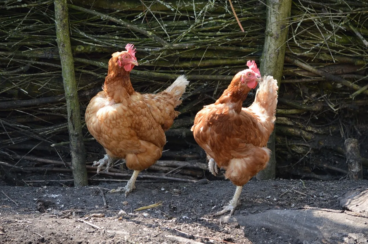 fenced chicken run