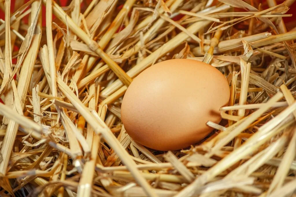 How to Incubate Chicken Eggs