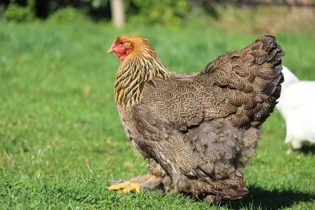brahma hen
