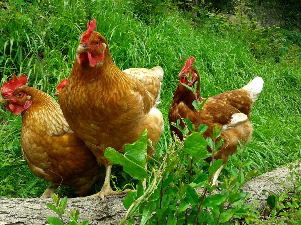 chicken plants