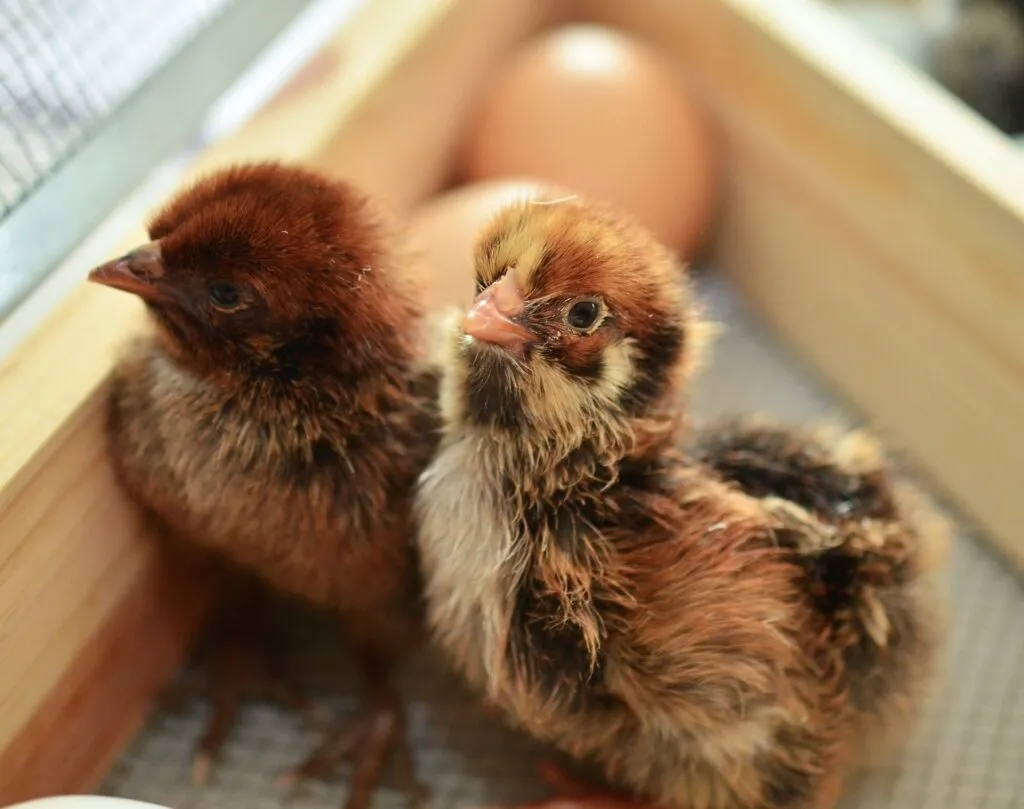 newly hatched chicks