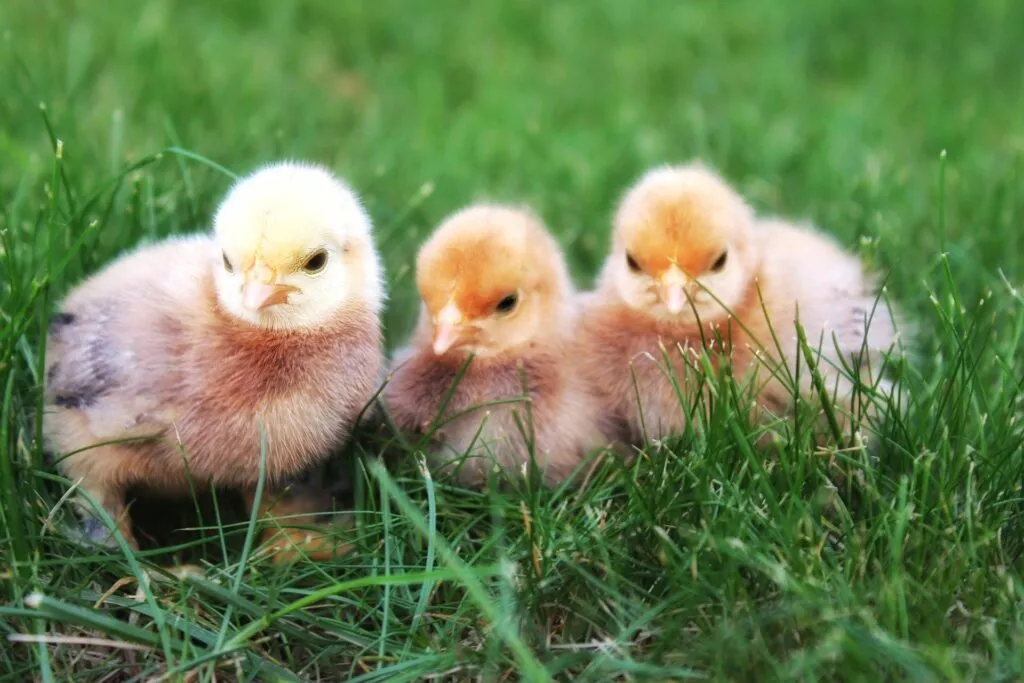 Incubating Eggs