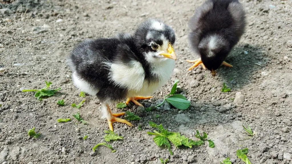 When Can a Chick Go Outside