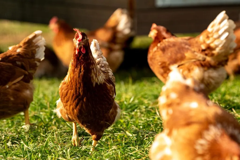 how often do chickens lay eggs