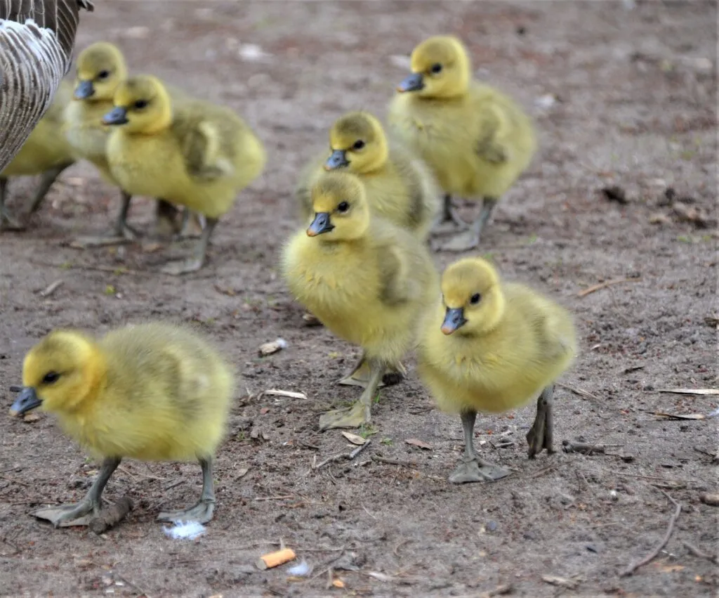Geese Eggs Hatching