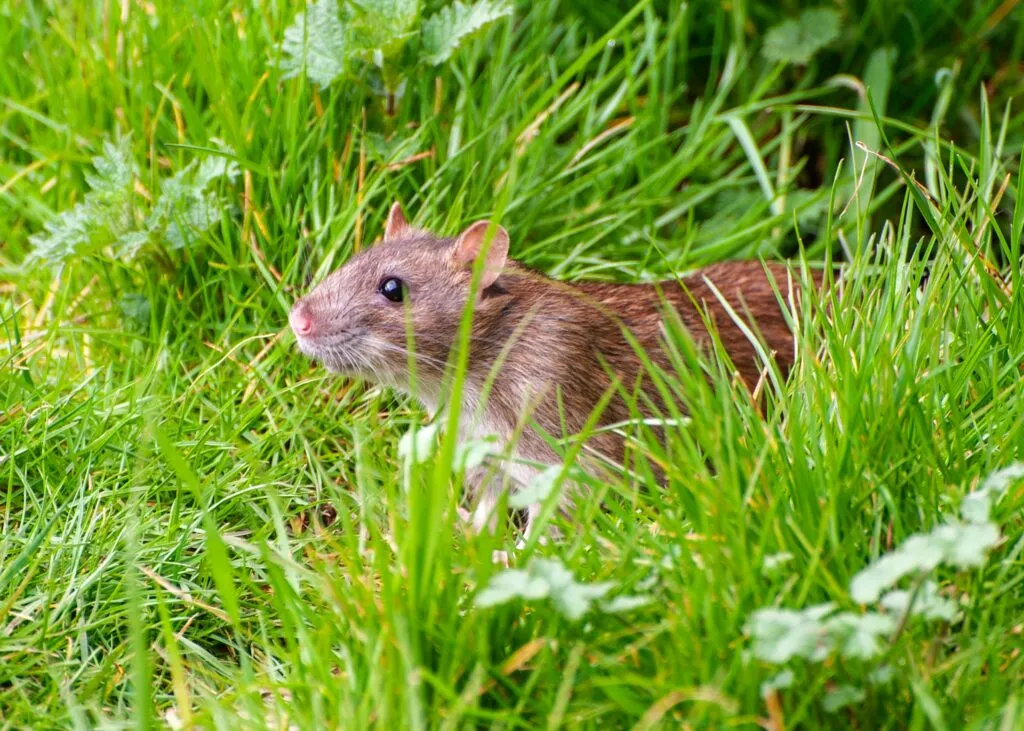 rat in grass