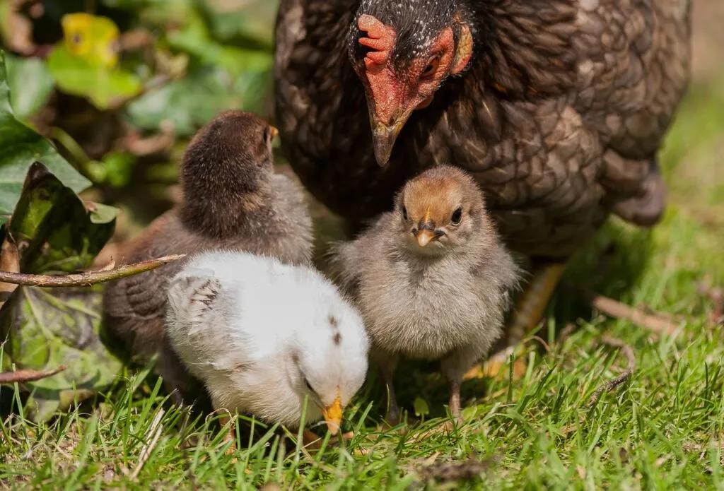 Fenced Chicken Run