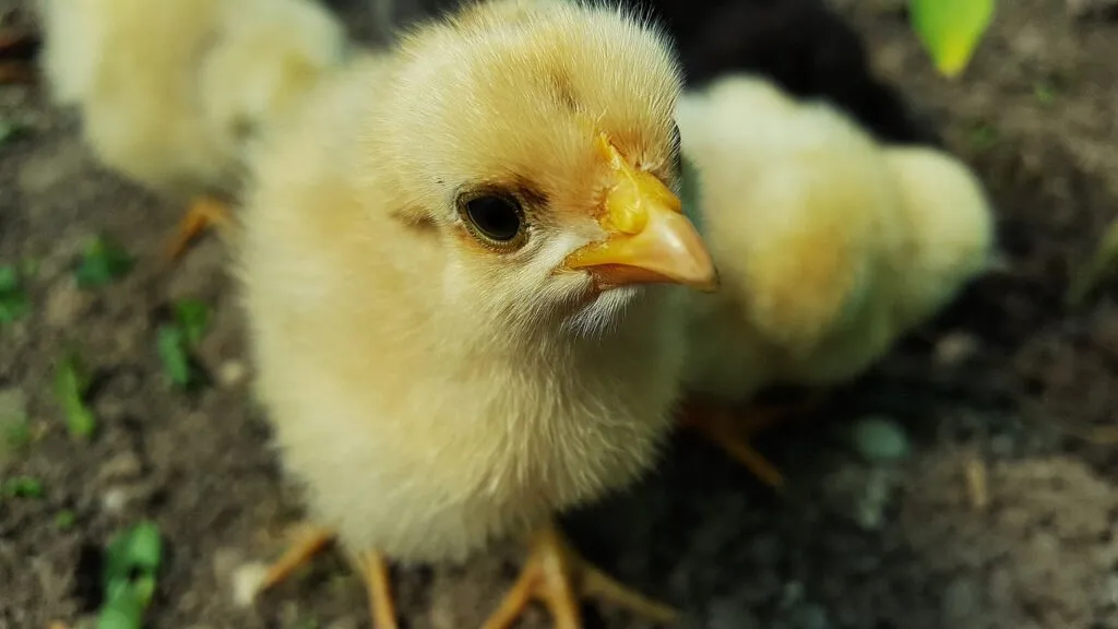 How Long Does It Take to Hatch a Chicken Egg