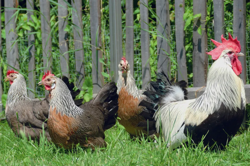 Chicken Names guide