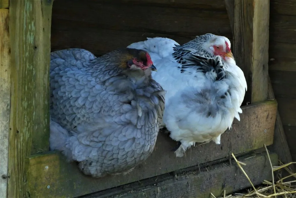 Treat Chicken Mites