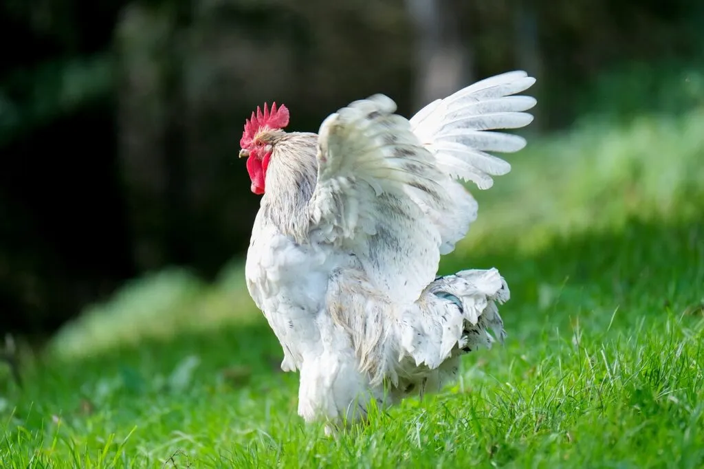 Keeping Chicken Water Clean