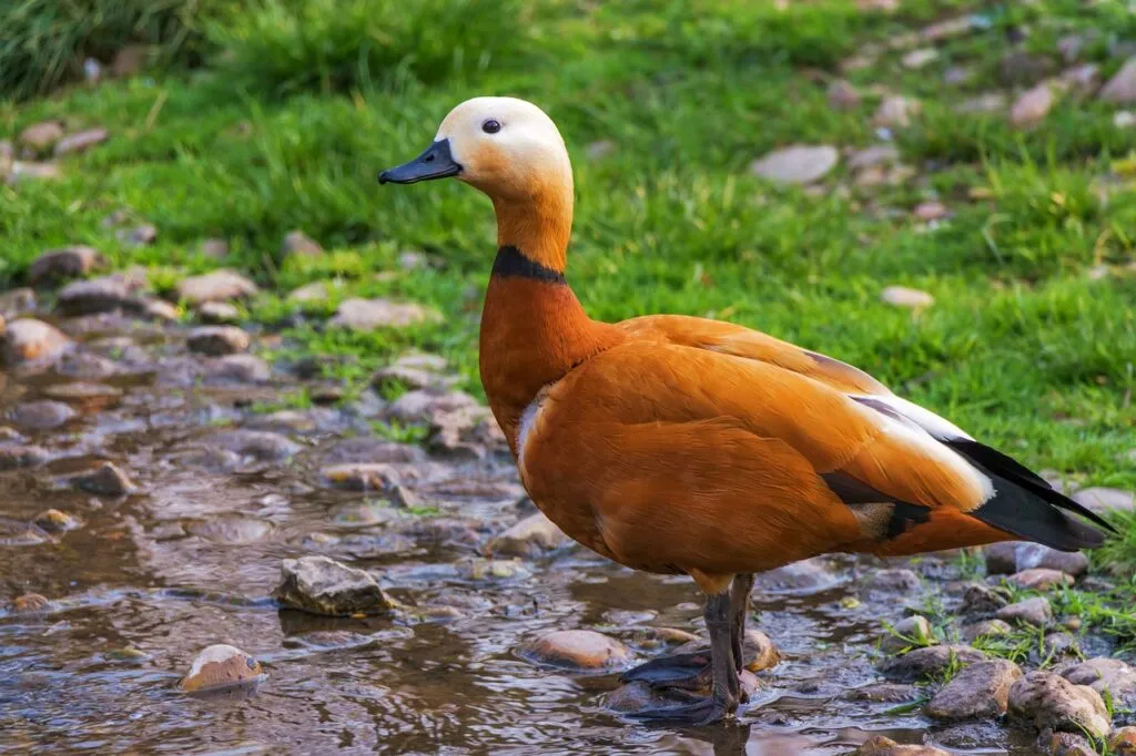 Duck VS Geese