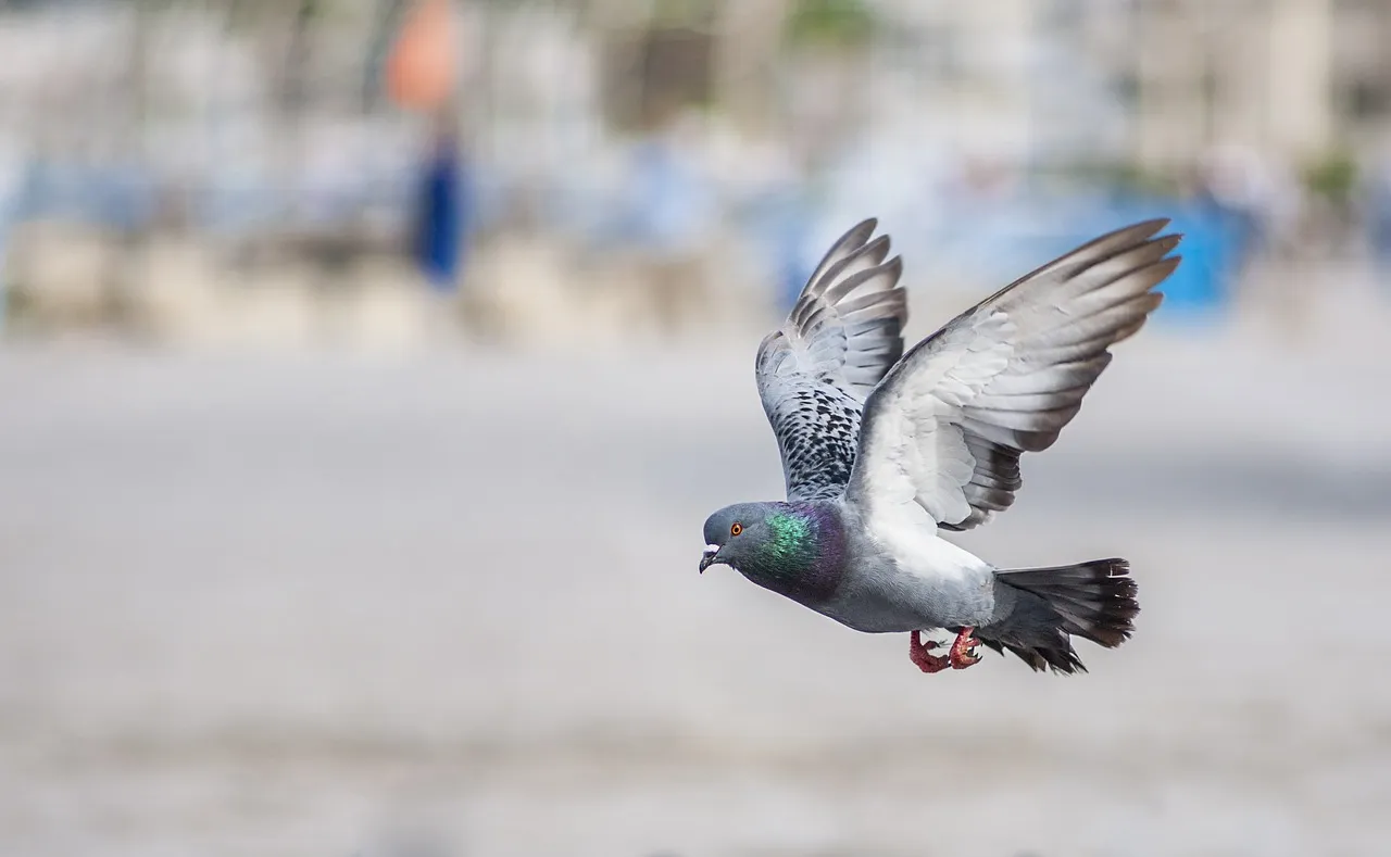 city birds