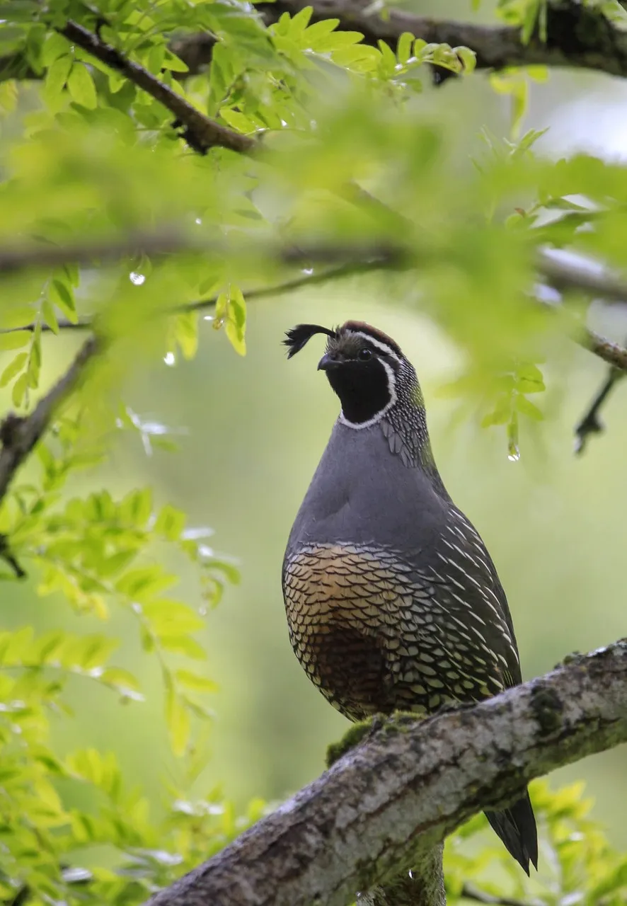 Quail Sounds
