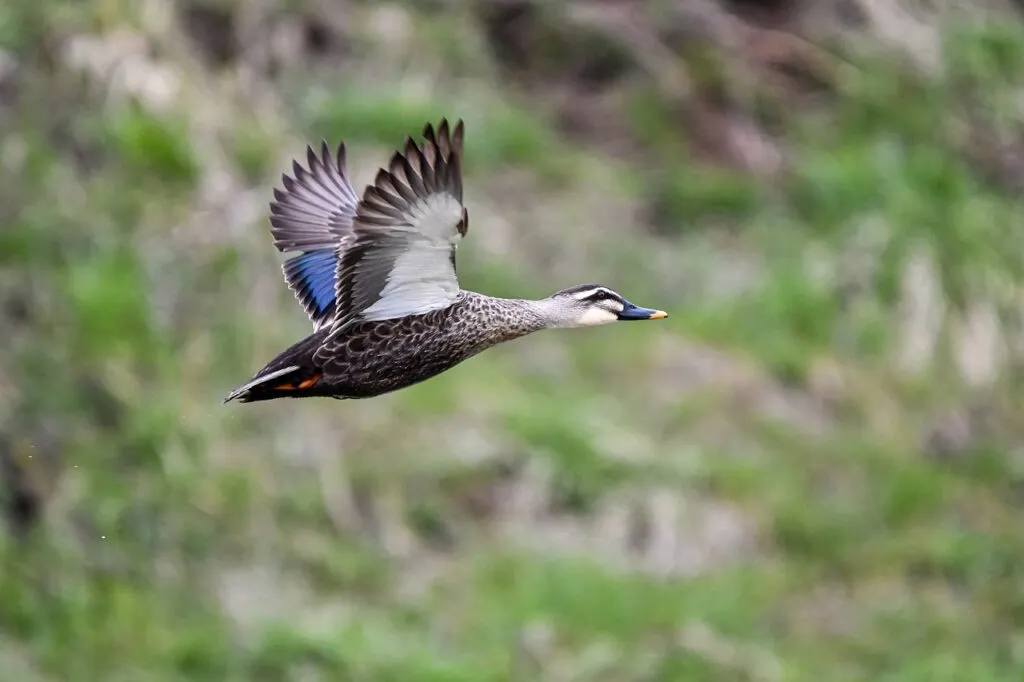 Duck Photography