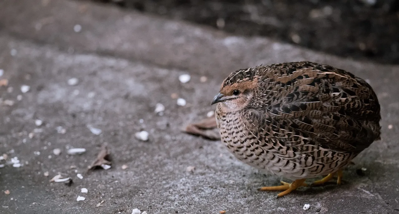 Quail Anatomy