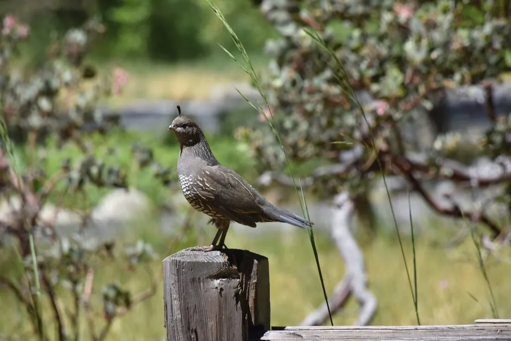 Quail Behaviors
