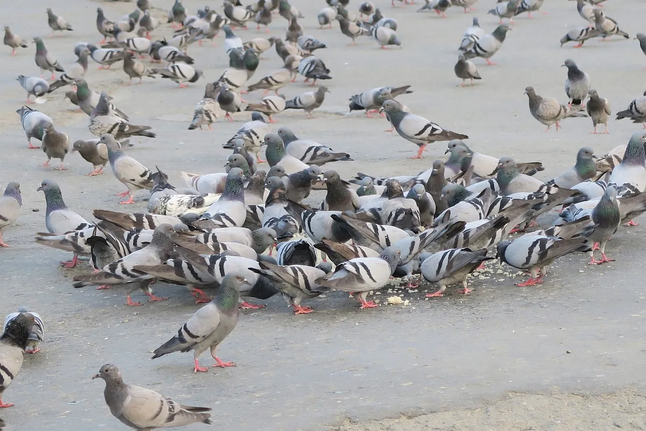 Role of Pigeons in World War