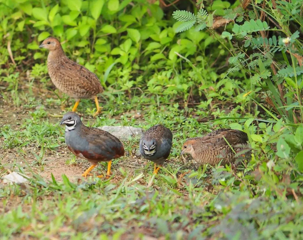 Quails Anatomy