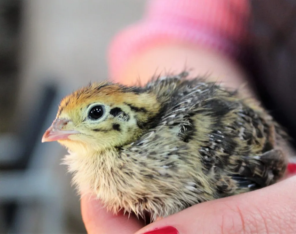 Quail Farming for Beginners