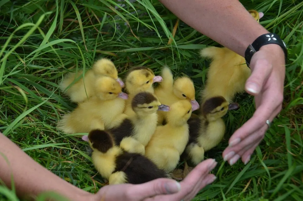 Hatching Poultry Eggs