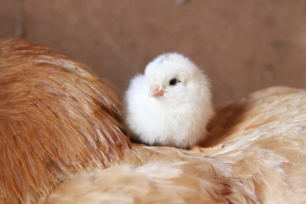 Therapeutic Benefit of Poultry