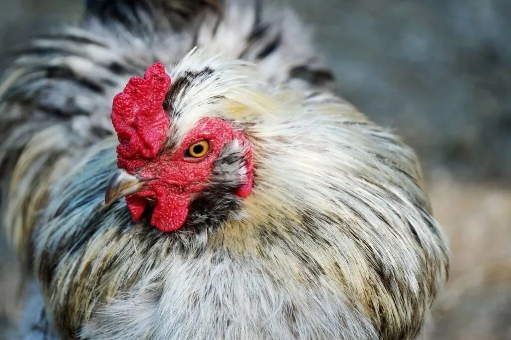 Raising a Backyard Chicken