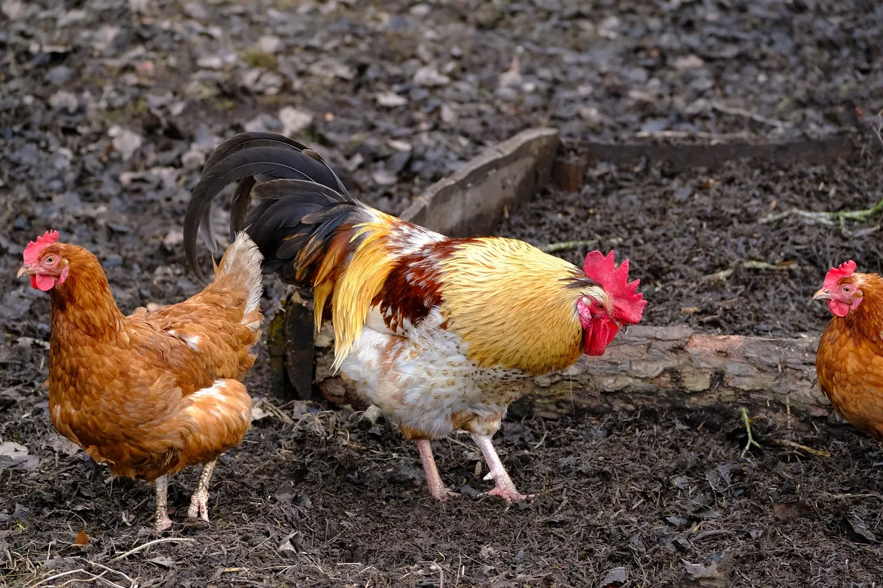 homesteading with chickens