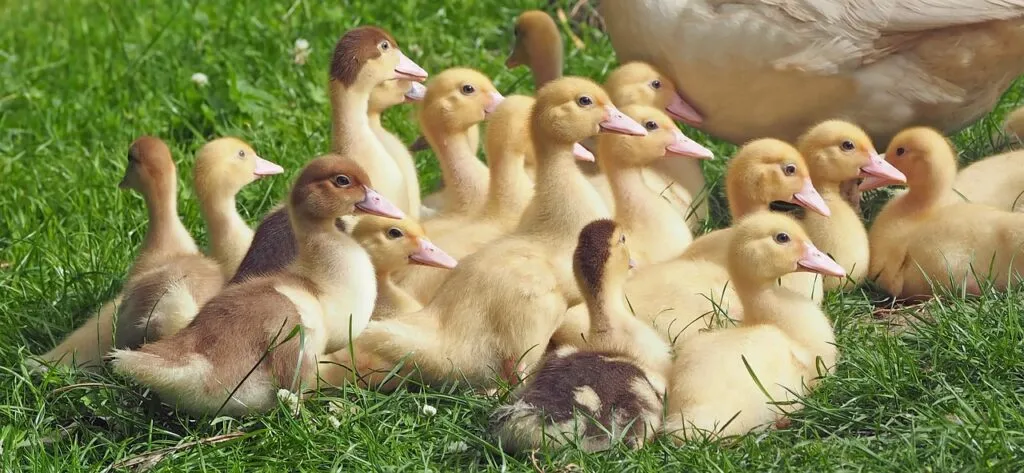 Economics of Poultry Farming