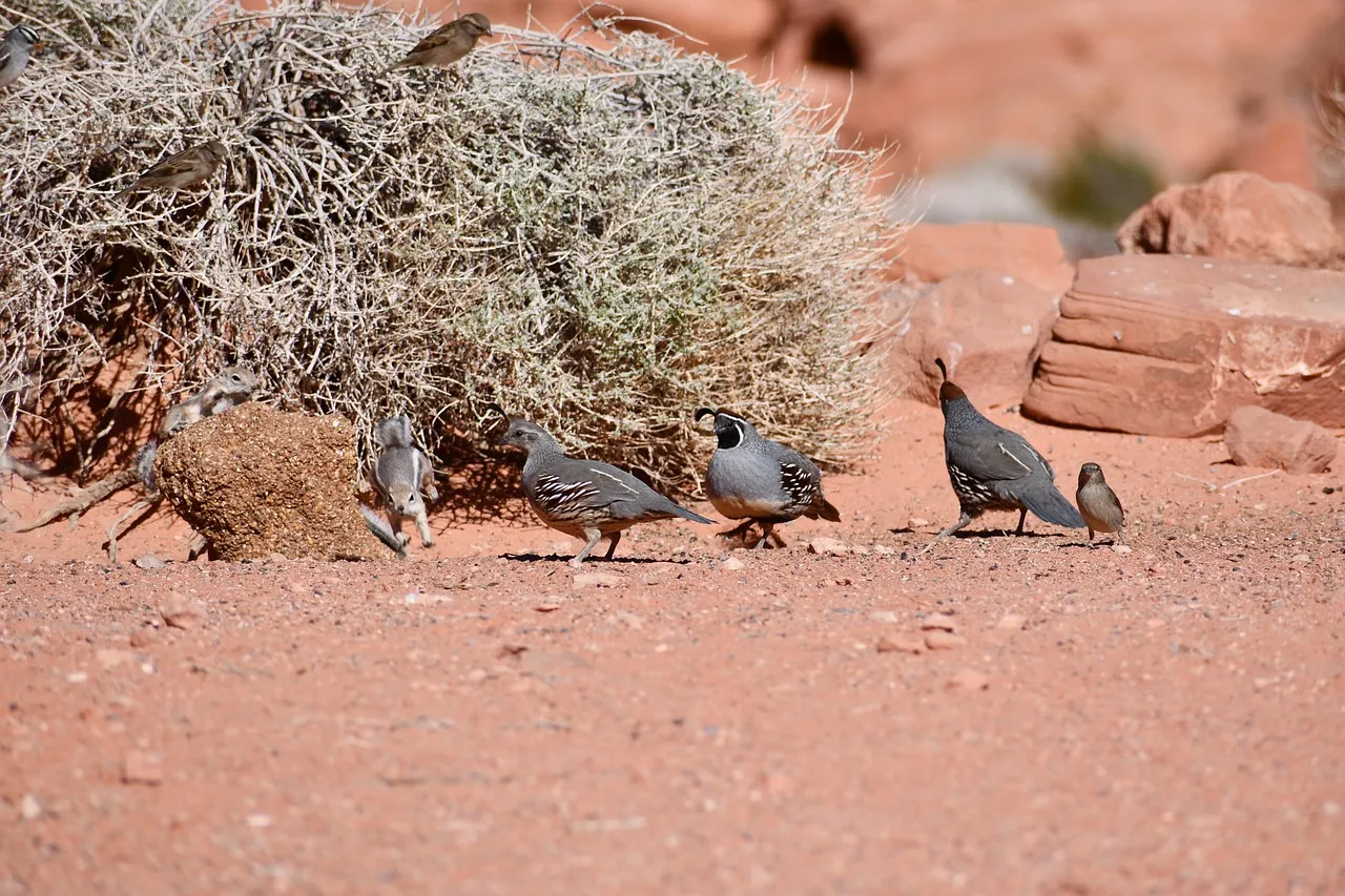 Quail Behavior