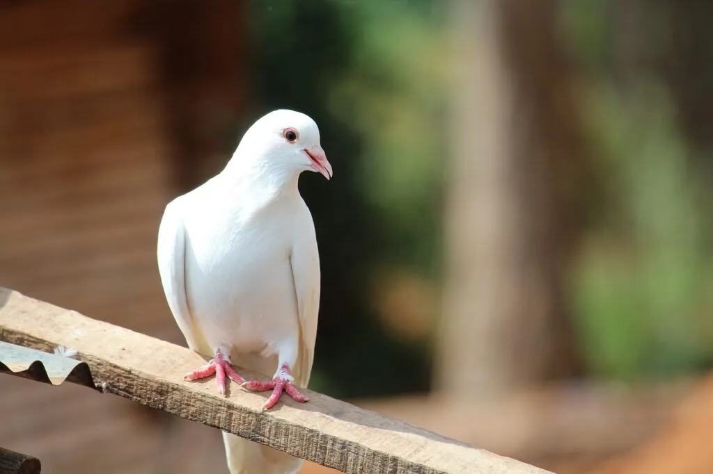 Pigeon Domestications