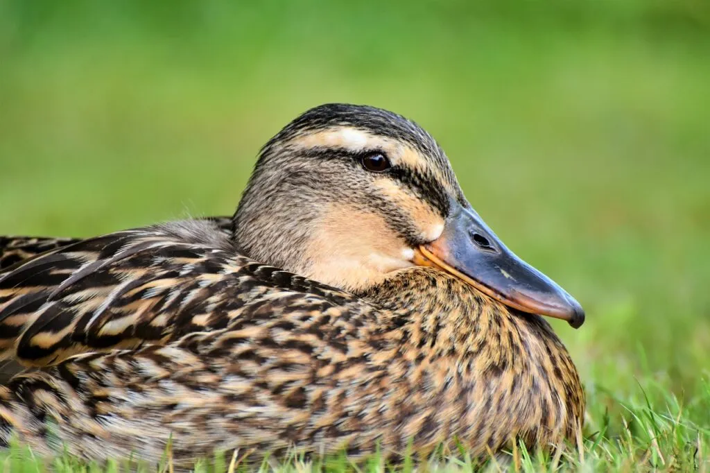 Duck in Your Garden