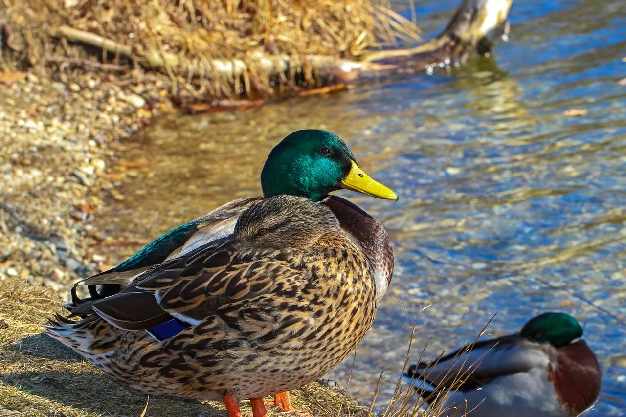 Ducks in Your Garden